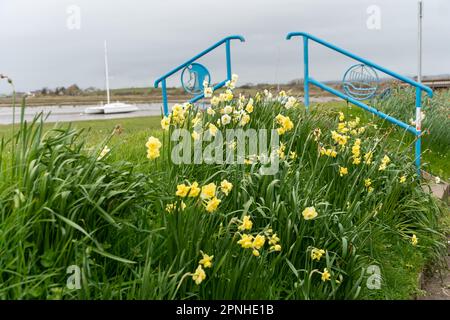 Una miriade di narcisi dorate e corrimano decorativi dipinti blu sulla riva nel villaggio costiero di Ravenglass, il Lake District, Cumberland, Regno Unito. Foto Stock