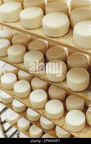 Abbondanza di Capi di formaggio di capra su stand scaffali disposti a maturare su Cheese Farm Foto Stock