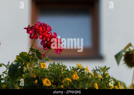 Geranio fiorente nella coltivazione domestica, primo piano della pianta. Foto Stock