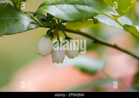 Mirtillo durante la fioritura primaverile, primo piano della pianta. Fiori bianchi. Estate. Prospettiva macro. Boccola Foto Stock