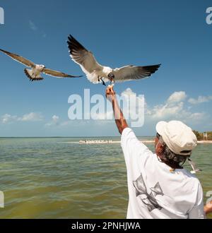 Un anziano uomo messicano nutre il pane a un gabbiano in volo sull'isola di Holbox in Messico. Foto Stock