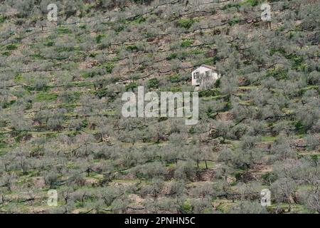 A schiera pareti di pietra di supporto alberi di ulivo sul lato della collina, Provincia di Imperia, Italia Foto Stock