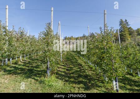 Frutteti di mele in Val di non, Trentino, Italia Foto Stock