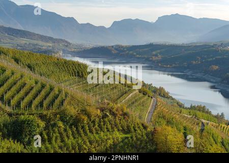 Frutteti di mele in Val di non, Trentino, Italia Foto Stock