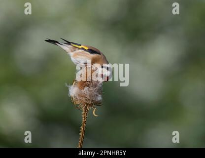Goldfinch, Cardeulis cardeulis, raccolta di materiale di nidificazione, su teasal, Lancashire, REGNO UNITO Foto Stock