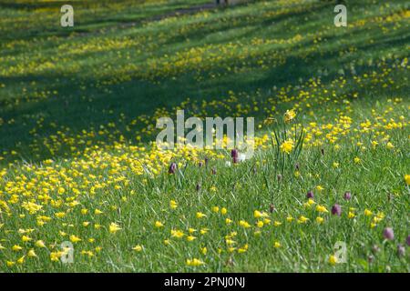 Fiori gialli primaverili di narcissus Bulbocodium e teste di serpente futillaries naturalizzato in erba nel giardino britannico aprile Foto Stock