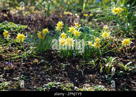 Spiky doppio giallo primavera fiori di narcissus narciso in miniatura 'RIP Van Winkle' nel giardino del Regno Unito aprile Foto Stock