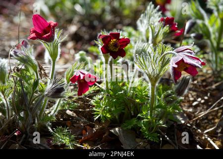 Fiori primaverili di Red Pasque Flower Pulsatilla rubra nel giardino del Regno Unito aprile Foto Stock