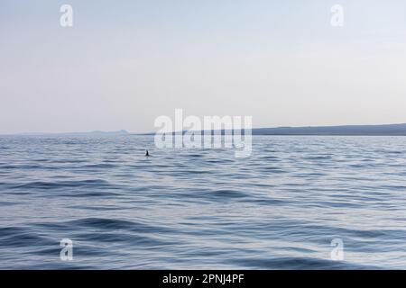 Una pinna di balena assassino mentre nuota nella baia di Husavik in Islanda e spara durante un tour di avvistamento delle balene per i turisti. Foto Stock