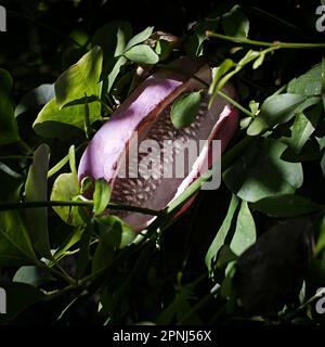 Il frutto di Akebia Quinata un arrampicatore in rapida crescita che in estate porta fiori scuri profumati di cioccolato al marrone scuro, contro il fogliame verde chiaro e attraente. Foto Stock