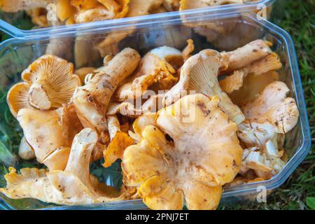 canterelle, cantharellus cibarius, in scatole di plastica Foto Stock