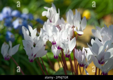 Fiori di primavera bianchi di ciclamino persicum nel Regno Unito Glasshouse aprile Foto Stock