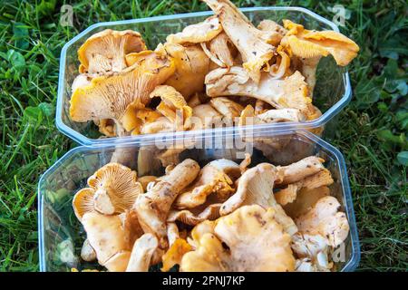 canterelle, cantharellus cibarius, in scatole di plastica Foto Stock