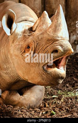Rinoceronte nero. Stato di conservazione IUCN - criticamente minacciato. Foto Stock
