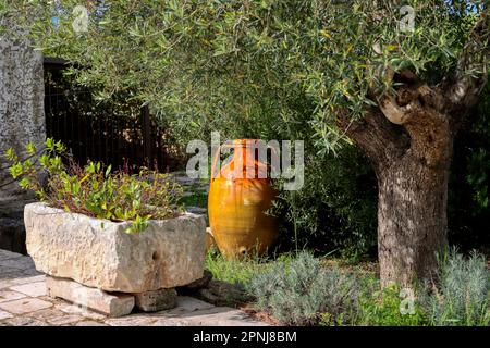 Un capasone pugliese vicino ad un ulivo. Chiamato anche zirre, è un contenitore di argilla giallo o giallo-marrone. Puglia, Italia Foto Stock