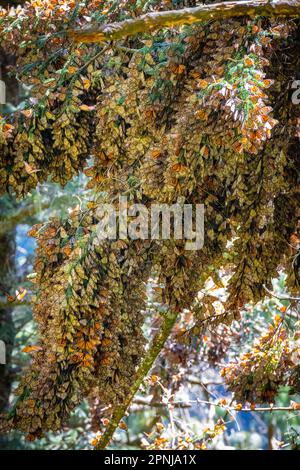 Riserva Monarch Butterfly Biosfera a Michoacan, Messico Foto Stock