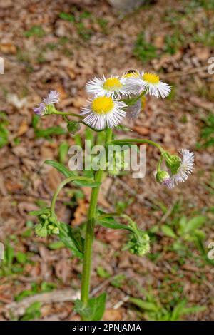 Piccola margherita come fiori bianchi con centri gialli appena cominciando a fiorire con alcuni germogli ancora da aprire su un gambo alto nella vista di primo piano dei boschi sopra Foto Stock