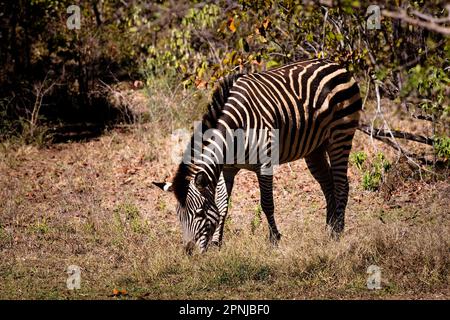 Pianure di Lone (Burchells) Zebra (Equus quagga burchelli) pascolo, Botswana, giugno 2009 Foto Stock