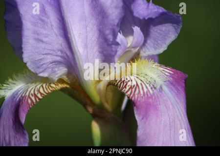 Blu iride germanica o bearded iris fiore su sfondo naturale in giardino paesaggistico. Primo piano. Foto Stock