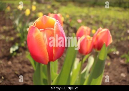 Un pittoresco campo di tulipani vibranti in piena fioritura Foto Stock