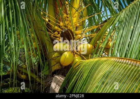 Le noci di cocco crescono sulle palme in Giamaica Foto Stock