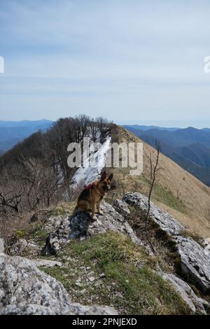 Concetto di viaggio ed escursioni con il cane. German Shepherd dog indossa un'imbracatura speciale su una grande pietra in cima alla scogliera sullo sfondo di neve e munizioni Foto Stock