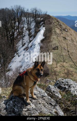 Concetto di viaggio ed escursioni con il cane. German Shepherd dog indossa un'imbracatura speciale su una grande pietra in cima alla scogliera sullo sfondo di neve e munizioni Foto Stock