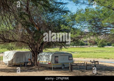 Boegoeberg Dam, Sudafrica - 28 2023 febbraio: Caravan e springbok all'ombra presso la località turistica parzialmente allagata a Boegoeberg Dam Foto Stock