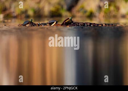 Tartarughe dipinte, Chrysemys picta, basking su un log in un piccolo stagno permanente nel Michigan centrale, Stati Uniti Foto Stock