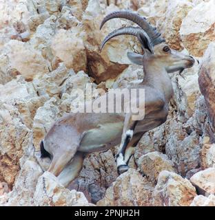 Nubian Ibex, maschio adulto arrampicata sulla scogliera. Deserto del Judaean, Israele. Foto Stock