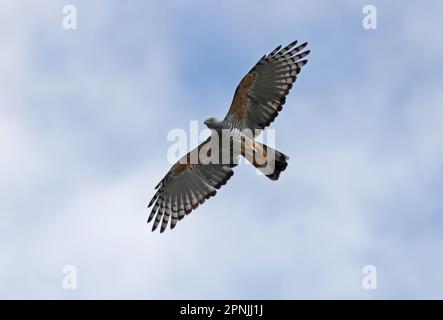 Pacific Baza (Aviceda subcristata subcristata) adulto in volo sud-est Queensland, Australia. Marzo Foto Stock