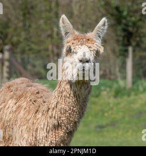 Alpaca, Vicugna pacos , Foto Stock