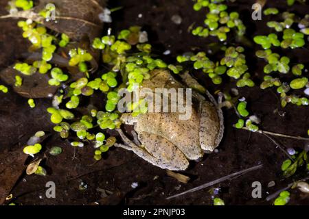 Spring Peeper, Pseudacris crocifer, chiamata maschile durante la stagione di accoppiamento di primavera lungo un laghetto permanente nel Michigan centrale, USA Foto Stock