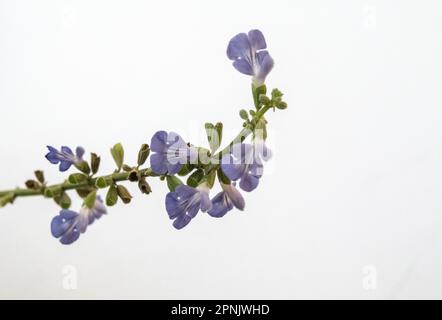 Fiore viola di una Salvia Uliginosa Foto Stock