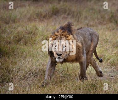Leone maschio (panthera leo), Ngorongoro, Tanzania, luglio 2007 Foto Stock