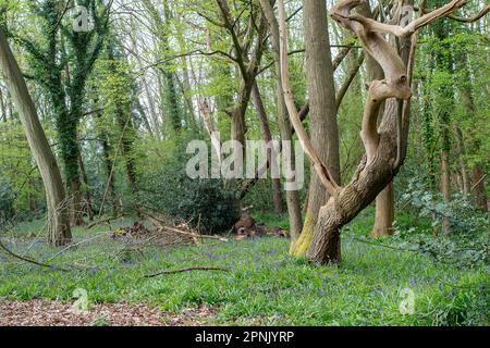 Maidenhead, Regno Unito. 19th aprile 2023. Bluebells nei boschi al Maidenhead Golf Club. Cala Homes prevede di costruire 1.800 case sul Maidenhead Golf Club (nella foto) nella circoscrizione di Theresa May MP nel Berkshire, quando il loro contratto di locazione scade nel 2025. Ciò nonostante il fatto che la terra è stata data al popolo di Maidenhead da Lord Desborough. Il Maidenhead Golf Club non è riuscito a comprare il John Lewis Partnership Golf Club a Winter Hill a Cookham. L'offerente preferito è Safegolf Ltd Una veglia è stata tenuta da residenti locali ieri sera fuori Maidenhead Town Hall lutto la perdita di 200 ettari di Foto Stock