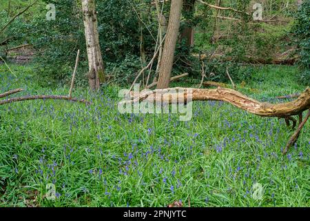 Maidenhead, Regno Unito. 19th aprile 2023. Bluebells nei boschi al Maidenhead Golf Club. Cala Homes prevede di costruire 1.800 case sul Maidenhead Golf Club (nella foto) nella circoscrizione di Theresa May MP nel Berkshire, quando il loro contratto di locazione scade nel 2025. Ciò nonostante il fatto che la terra è stata data al popolo di Maidenhead da Lord Desborough. Il Maidenhead Golf Club non è riuscito a comprare il John Lewis Partnership Golf Club a Winter Hill a Cookham. L'offerente preferito è Safegolf Ltd Una veglia è stata tenuta da residenti locali ieri sera fuori Maidenhead Town Hall lutto la perdita di 200 ettari di Foto Stock