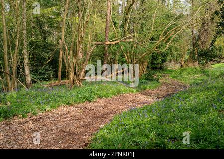 Maidenhead, Regno Unito. 19th aprile 2023. Cala Homes prevede di costruire 1.800 case sul Maidenhead Golf Club (nella foto) nella circoscrizione di Theresa May MP nel Berkshire, quando il loro contratto di locazione scade nel 2025. Ciò nonostante il fatto che la terra è stata data al popolo di Maidenhead da Lord Desborough. Il Maidenhead Golf Club non è riuscito a comprare il John Lewis Partnership Golf Club a Winter Hill a Cookham. L'offerente preferito è Safegolf Ltd Una veglia è stata tenuta dai residenti locali ieri sera fuori Maidenhead Town Hall lutto la perdita di 200 ettari di vitale spazio verde e habitat naturali a Maid Foto Stock