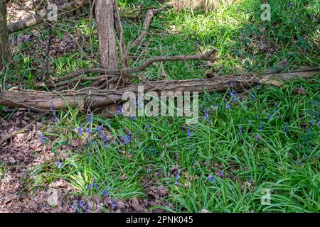 Maidenhead, Regno Unito. 19th aprile 2023. Bluebells nei boschi al Maidenhead Golf Club. Cala Homes prevede di costruire 1.800 case sul Maidenhead Golf Club (nella foto) nella circoscrizione di Theresa May MP nel Berkshire, quando il loro contratto di locazione scade nel 2025. Ciò nonostante il fatto che la terra è stata data al popolo di Maidenhead da Lord Desborough. Il Maidenhead Golf Club non è riuscito a comprare il John Lewis Partnership Golf Club a Winter Hill a Cookham. L'offerente preferito è Safegolf Ltd Una veglia è stata tenuta da residenti locali ieri sera fuori Maidenhead Town Hall lutto la perdita di 200 ettari di Foto Stock