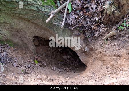 Maidenhead, Regno Unito. 19th aprile 2023. La fauna selvatica si trova nei boschi del Maidenhead Golf Club. Cala Homes prevede di costruire 1.800 case sul Maidenhead Golf Club (nella foto) nella circoscrizione di Theresa May MP nel Berkshire, quando il loro contratto di locazione scade nel 2025. Ciò nonostante il fatto che la terra è stata data al popolo di Maidenhead da Lord Desborough. Il Maidenhead Golf Club non è riuscito a comprare il John Lewis Partnership Golf Club a Winter Hill a Cookham. L'offerente preferito è Safegolf Ltd Una veglia è stata tenuta dai residenti locali ieri sera fuori Maidenhead Town Hall lutto la perdita di 200 Foto Stock