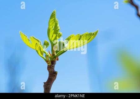 Germogli di fichi e fichi verdi in primavera tempo soleggiato Foto Stock