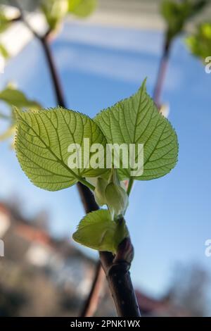 Gemma di calce comune (Tilia vulgaris) e foglia emergente, Foto Stock