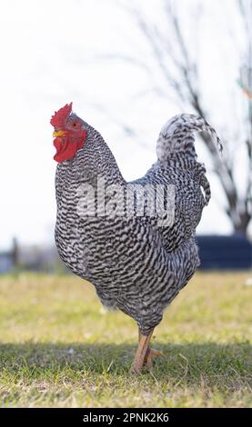 Pollo Dominique maschio in piedi all'ombra su un campo erboso Foto Stock