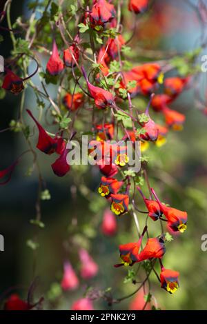 Fiori rossi gialli e neri primaverili di Tropeolum tricolore in UK Glasshouse aprile Foto Stock