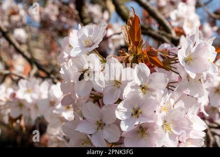 Primo piano di un nettare di raccolta di api di fiori rosa su un albero di ciliegia Foto Stock