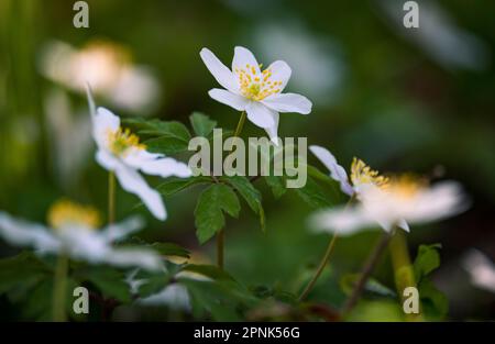 Delicati fiori bianchi di Anemone selvatico fioriscono sul terreno boschivo durante la primavera, Worcestershire, Inghilterra. Foto Stock
