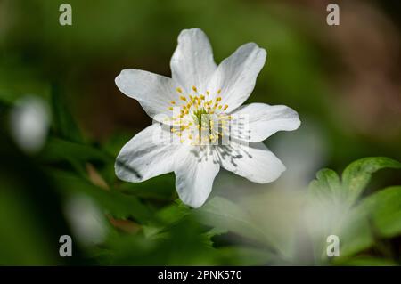 Delicati fiori bianchi di Anemone selvatico fioriscono sul terreno boschivo durante la primavera, Worcestershire, Inghilterra. Foto Stock