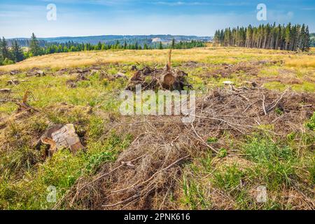 Paesaggio Der Harz parco nazionale, Germania. Foresta verde, tronchi impilati, prato aperto fiorito prato e sentieri per escursioni. Foto Stock