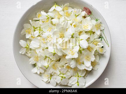 Fiore di gelsomino in una ciotola rustica. Fiore di gelsomino bianco per tè e sciroppo. Giugno fiori in Polonia. Impianti europei. Fiori bianchi. Cibo sano. Foto Stock