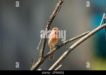 House finch Foto Stock